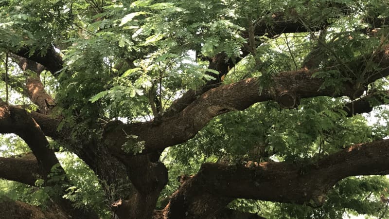 Arbre symbolisant l'arbre généalogique