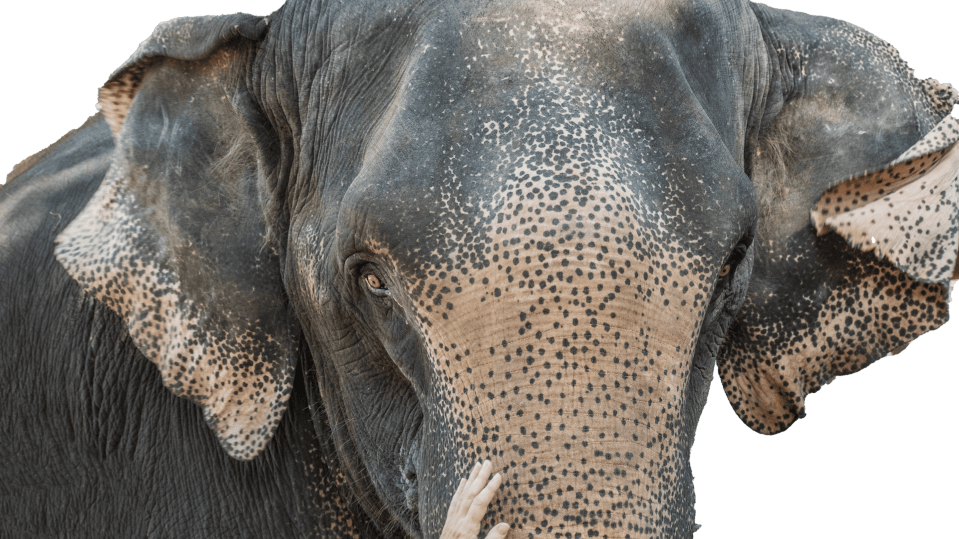 L’infinie douceur des éléphants - Constellations familiales à Caen